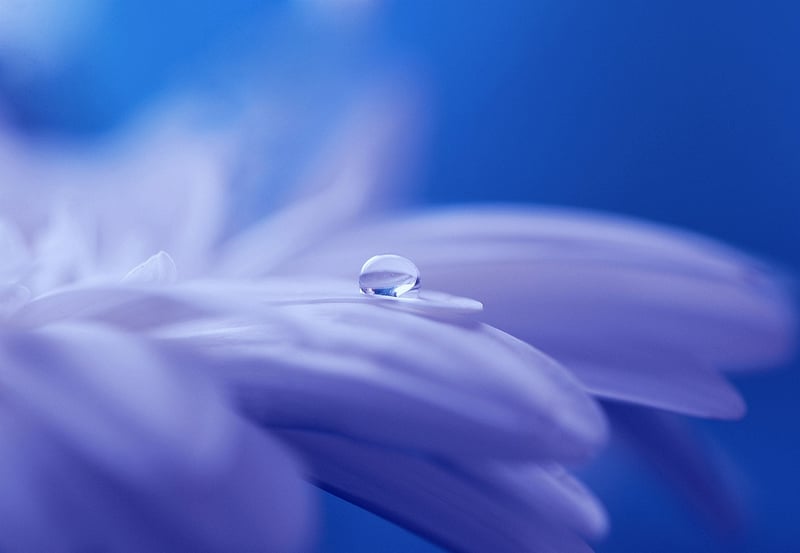Fantasy blossoms