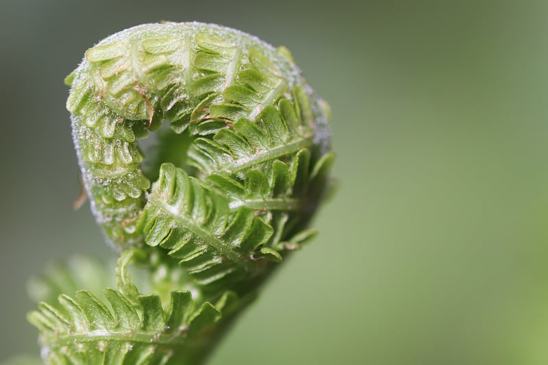 Fantasy gardening tips