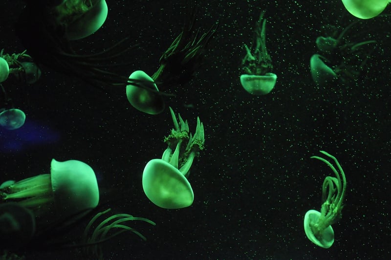 Mystical Plant Life