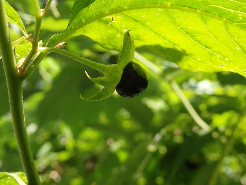Belladonna Plant