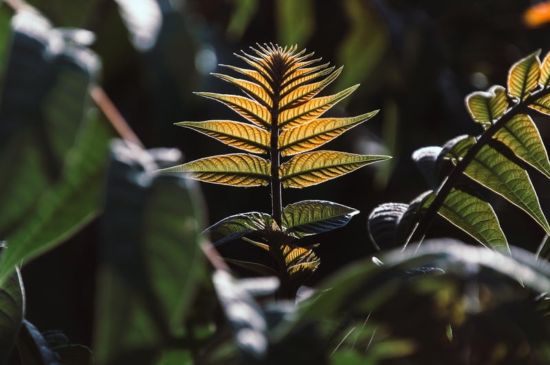 Mandrake Plant