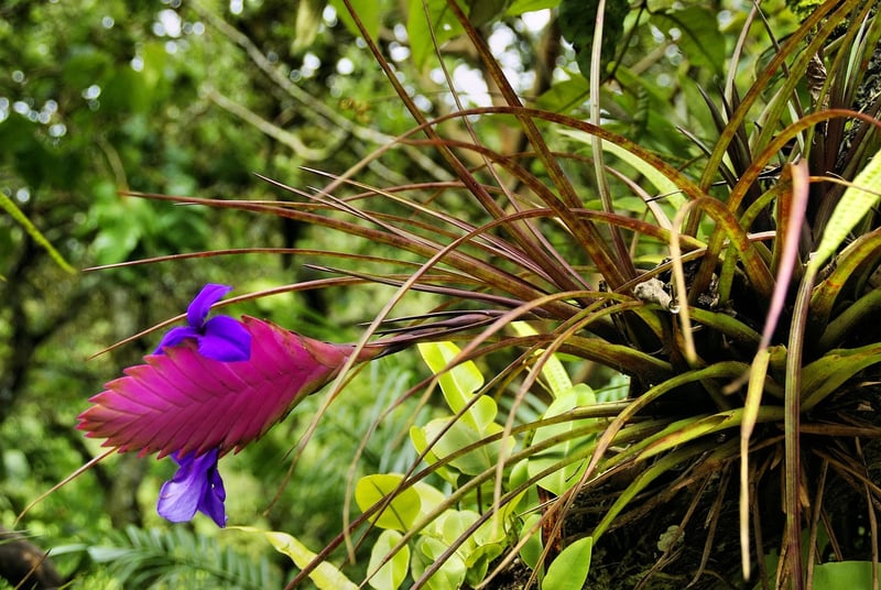Air Plants
